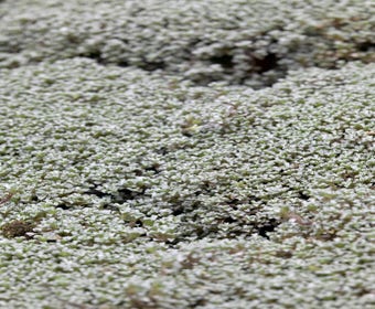 Zilverkussen (Raoulia australis)