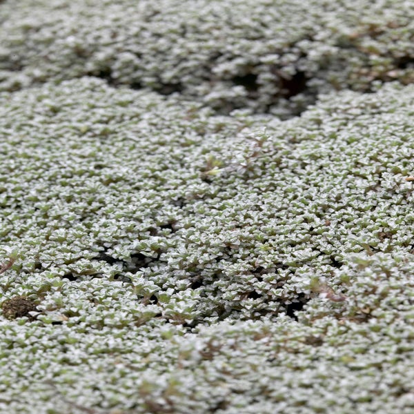 Zilverkussen (Raoulia australis)