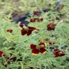 Mexicaanse zonnehoed (Ratibida columnifera pulcherrima)
