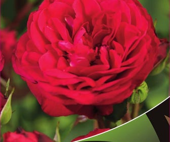 Stamroos (Rosa 'Red Meilove')