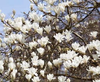 Beverboom (Magnolia kobus)