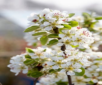Wilde peer, bosplantsoen (Pyrus communis)