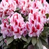 Rhododendron (Rhododendron 'Belami')