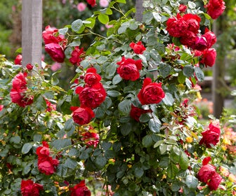 Roos (Rosa 'Florentina')