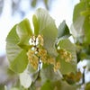 Grote Zilverlinde (Tilia tomentosa)