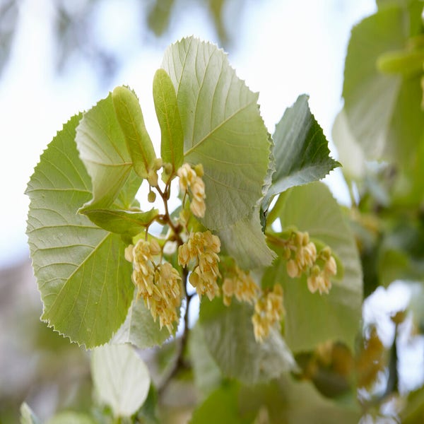 Tilia tomentosa bloeiwijze