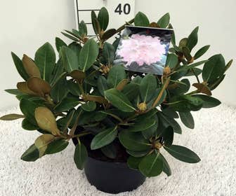 Dwergrhododendron (Rhododendron 'Silberwolke')