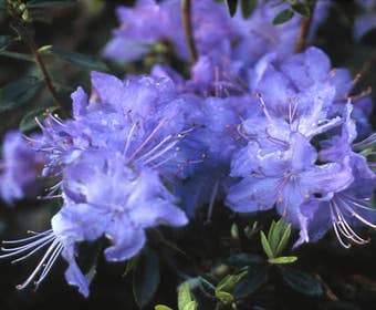 Dwergrhododendron (Rhododendron 'Blue Tit Magor')