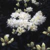 Dwergrhododendron (Rhododendron 'Dora Amateis')