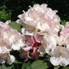 Rhododendron (Rhododendron 'Doc')