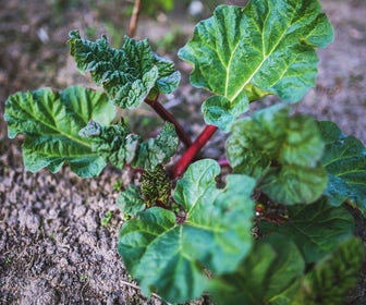 Rabarber (Rheum rhabarbarum) BIO