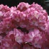 Dwergrhododendron (Rhododendron 'Fantastica')