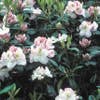 Rhododendron (Rhododendron 'Gomer Waterer')