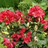 Rhododendron  (Rhododendron 'Hachmann's Feuerschein)