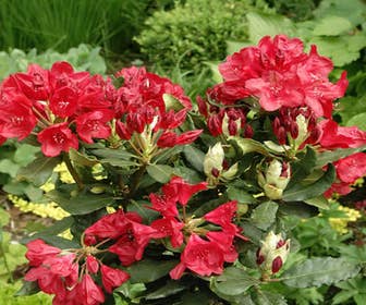 Rhododendron  (Rhododendron 'Hachmann's Feuerschein)