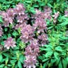 Rhododendron (Rhododendron 'Lee's Dark Purple')