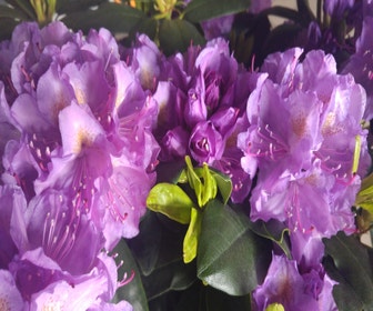 Rhododendron (Rhododendron catawbiense 'Grandiflorum')