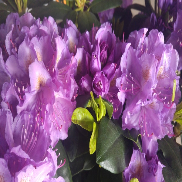 Rhododendron (Rhododendron catawbiense 'Grandiflorum')