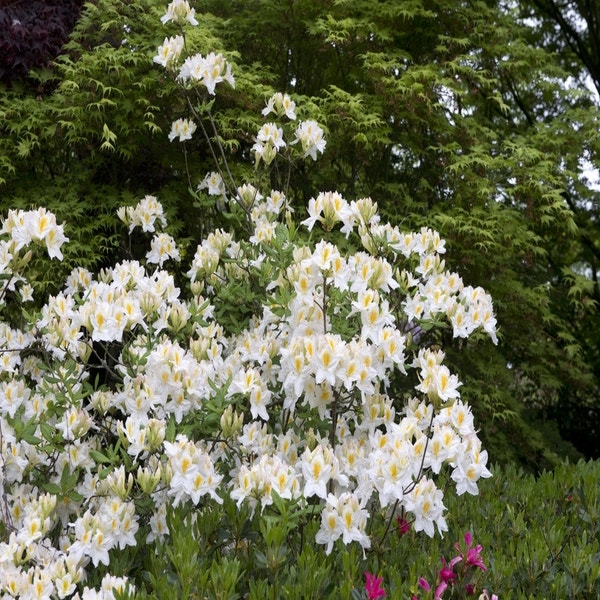 Azalea (Rhododendron 'Mollis' wit)