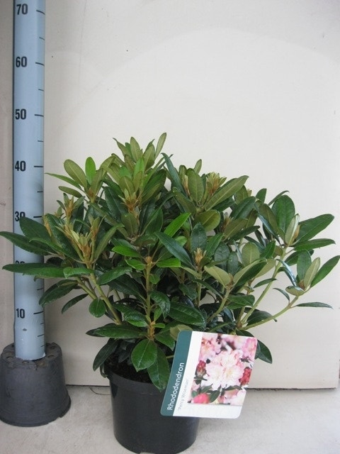 Rhododendron Percy Wiseman | Nova Zembla Lunteren