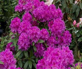  Rhododendron (Rhododendron 'Anah Kruschke')