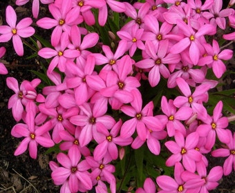 Sterretjesgras (Rhodoxis 'Ruby Giant') bloembol
