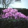 Vroegbloeiende Rhododendron (Rhododendron 'Praecox')