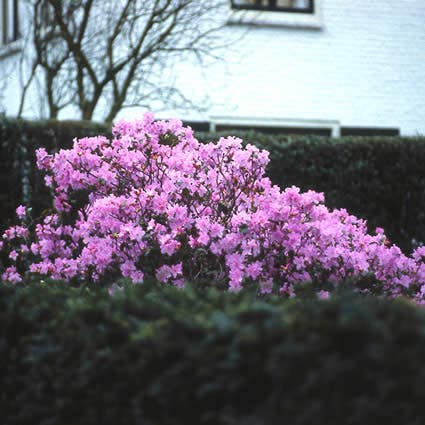 Vroegbloeiende Rhododendron (Rhododendron 'Praecox')