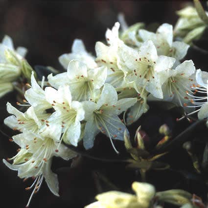 Dwergrhododendron  (Rhododendron 'Shamrock')
