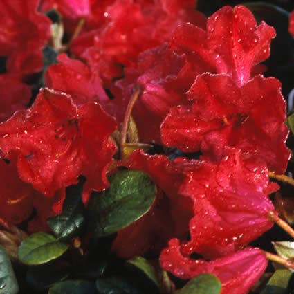 Dwergrododendron