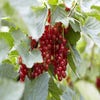 Aalbes (Ribes rubrum 'Rovada')