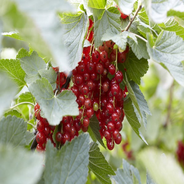 Aalbes (Ribes rubrum 'Rovada')