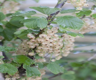 Witte bes Ribes rubrum 'Witte Hollander'