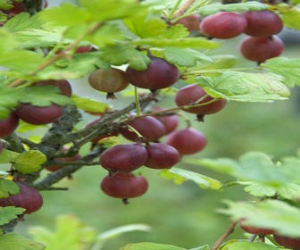 Rode kruisbes Ribes uva-crispa ‘Captivator’