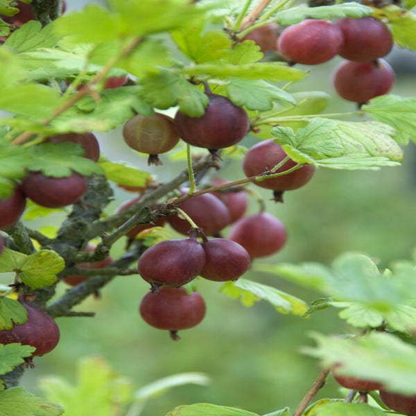 Rode kruisbes Ribes uva-crispa ‘Captivator’