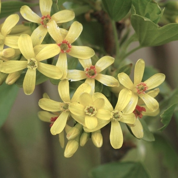 Alpenbes (Ribes alpinum)
