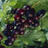 Jostabes (Ribes nid. 'Jostabes')