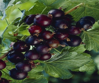 Jostabes (Ribes nid. 'Jostabes')