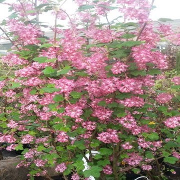 Ribes (Ribes sanguineum 'King Edward VII')