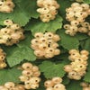 Witte bes (Ribes rubrum 'Witte Parel')