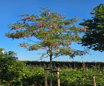Roze acacia (Robinia margaretta 'Casque Rouge')