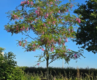 Roze acacia (Robinia margaretta 'Casque Rouge')