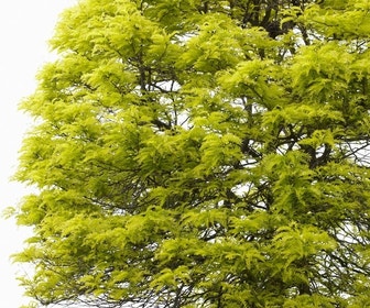 Gele acacia (Robinia pseudoacacia 'Frisia')
