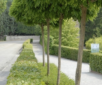 Bolacacia (Robinia pseudoacacia 'Umbraculifera')