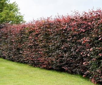 Rode beukenhaag (Fagus sylvatica 'Atropunicea')