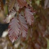 Rode beuk als leiboom (Fagus sylvatica 'Atropurpurea')