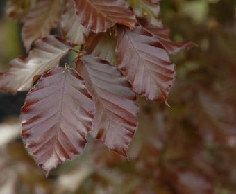 Rode beuk als leiboom (Fagus sylvatica 'Atropurpurea')