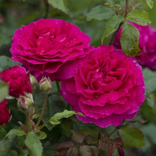 Engelse roos (Rosa 'Gabriel Oak')