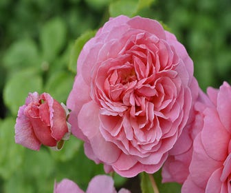 Engelse roos (Rosa 'Princess Alexandra of Kent')