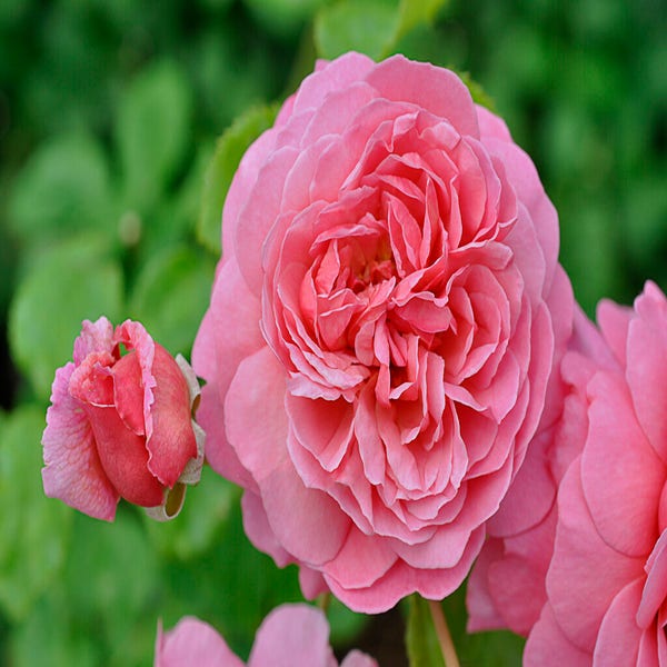 Engelse roos (Rosa 'Princess Alexandra of Kent')